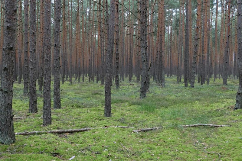 Tranquil view of evergreen pine trees and moss-covered forest floor.