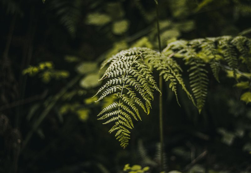 Detailed close-up of a fern leaf in a lush forest, highlighting natural textures and green hues.