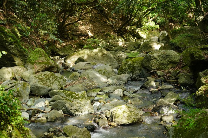 Serene forest stream flowing over moss-covered rocks, surrounded by lush greenery.