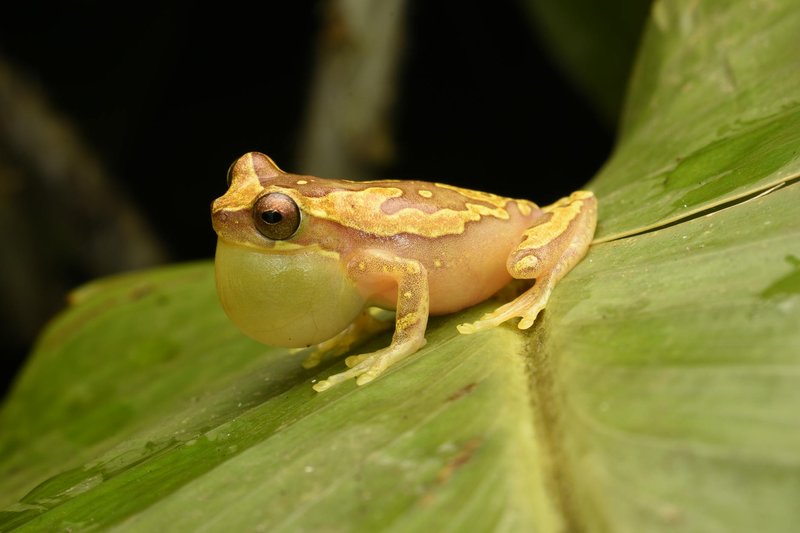 A vibrant tree frog inflates its throat on a green leaf in a rainforest setting.