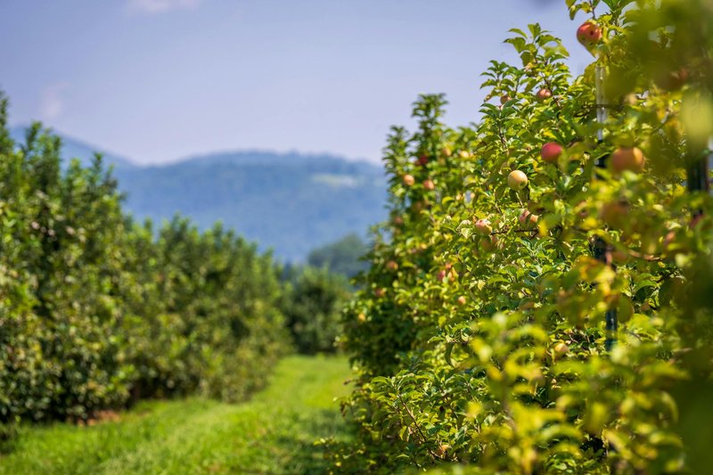 Lush apple orchard with ripe fruits against a backdrop of rolling hills under clear skies.