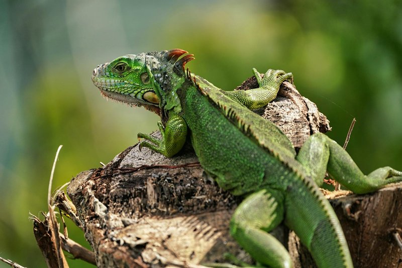 Close-up of a green iguana (Iguana iguana) on a tree stump, showcasing its vibrant scales.