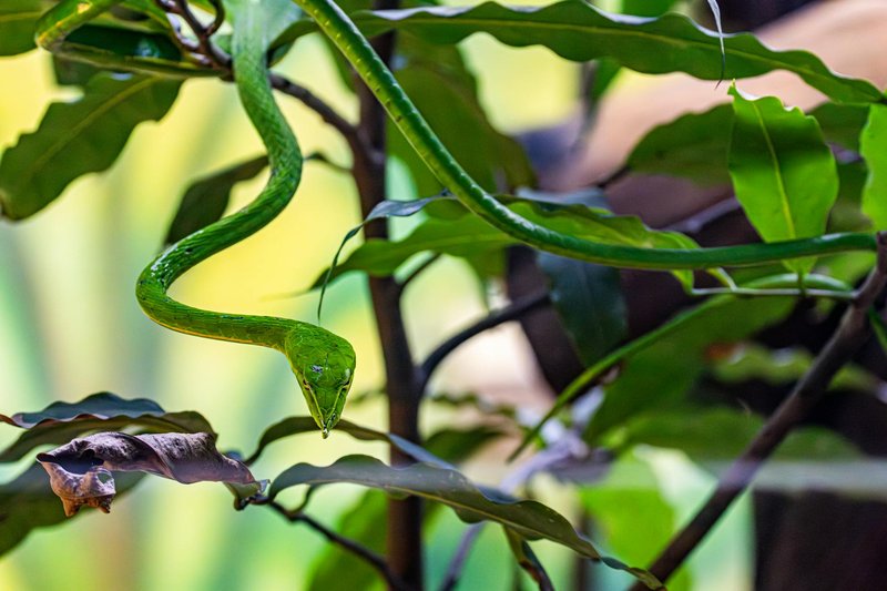 A stunning close-up photo of a vibrant green vine snake gracefully coiled among lush leaves in a natural setting.