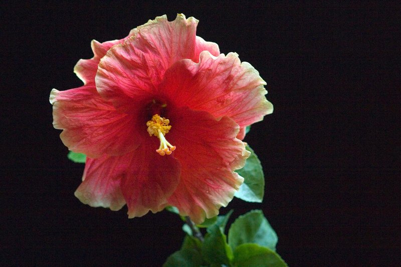 Close-up of a vibrant pink hibiscus flower with dark background.