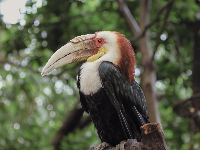 Vibrant wreathed hornbill bird perched against lush greenery.