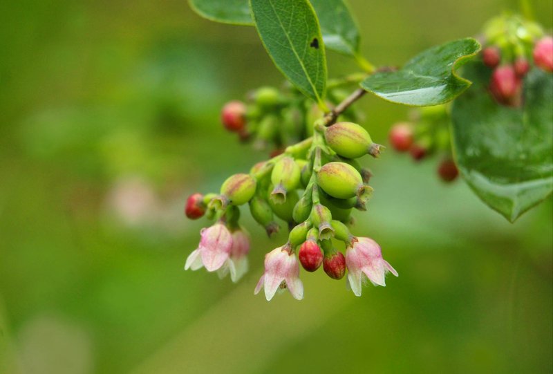 Detailed view of huckleberry plant showing green berries and pink blossoms in a natural setting.