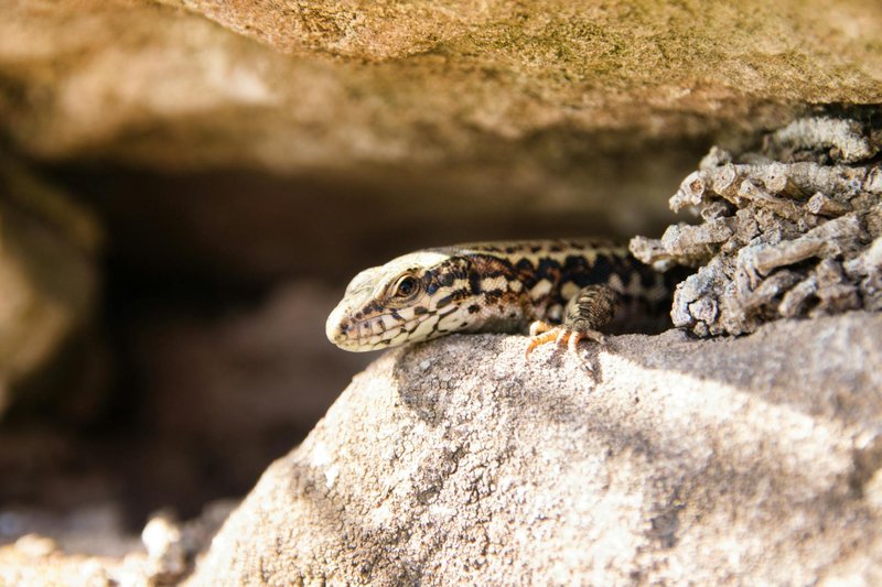 A common wall lizard (Podarcis muralis) emerges from a rock crevice in Weinsberg, Germany, showcasing detailed patterns.