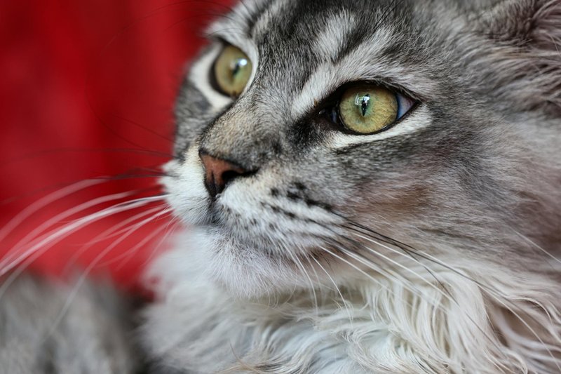 Detailed portrait of a Maine Coon cat showcasing its expressive eyes and fur.