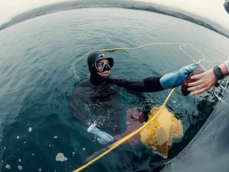 Scuba diver in wetsuit collecting a sea urchin from a boat in the ocean.