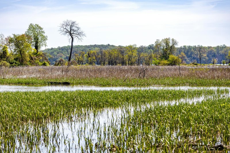 Lush wetlands with vibrant vegetation and a solitary tree under a clear sky in spring.