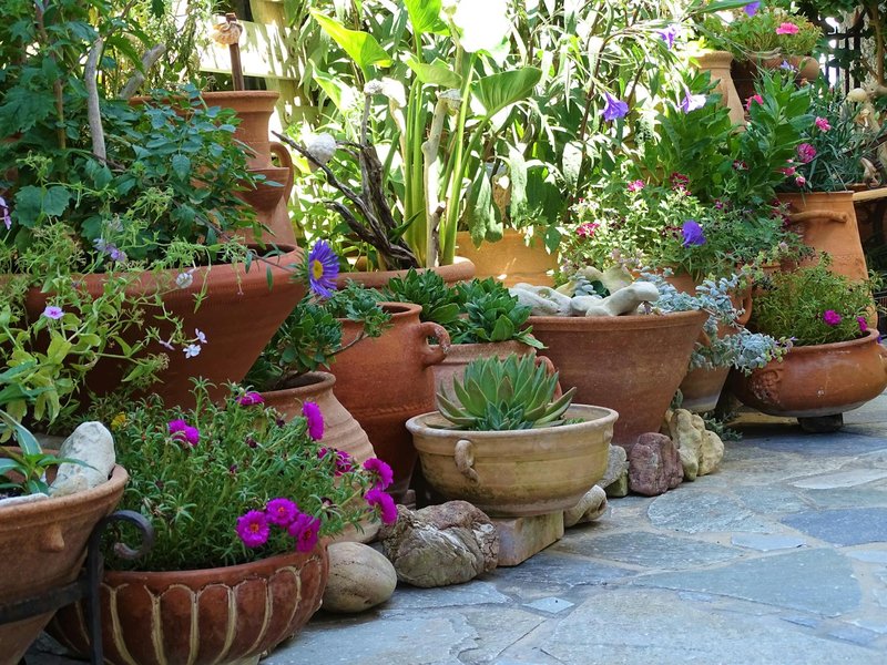 Vibrant Mediterranean garden with diverse potted flora in a sunlit outdoor setting.
