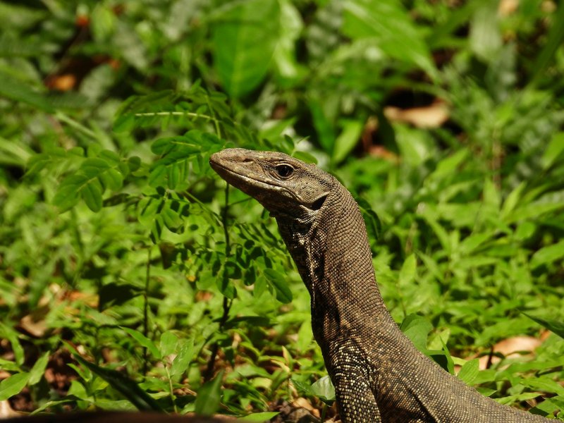 Bengal monitor lizard in natural jungle habitat, surrounded by lush green foliage.