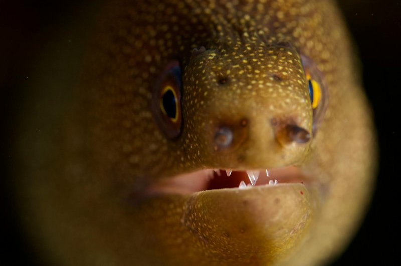 A vivid close-up of a goldentail moray eel, showcasing its striking features.