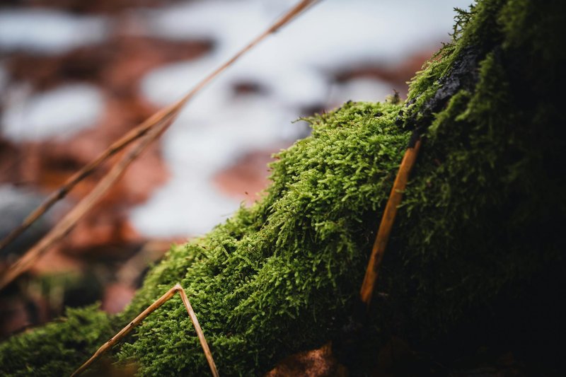 Detailed view of moss on a tree trunk in a forest setting, capturing nature's textures.