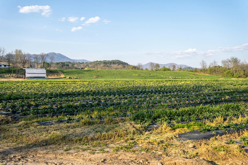 Vibrant strawberry field landscape with mountains in North Carolina, perfect for agriculture themes.