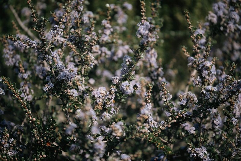 Close-up of blooming Ceanothus bushes with purple flowers basking in spring sunlight.