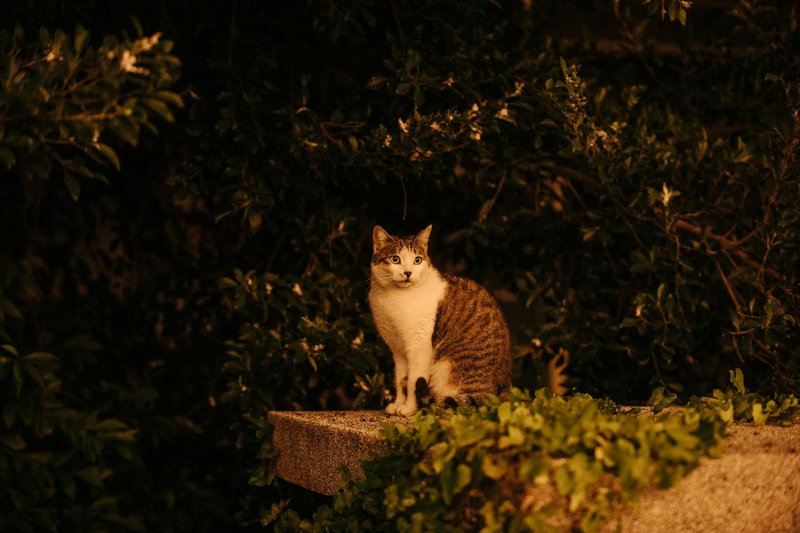 A tabby cat sits calmly on a stone ledge, surrounded by lush greenery at night.