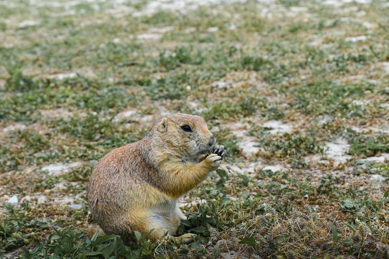 A black-tailed prairie dog feeding in South Dakota grasslands, showcasing native wildlife behavior.