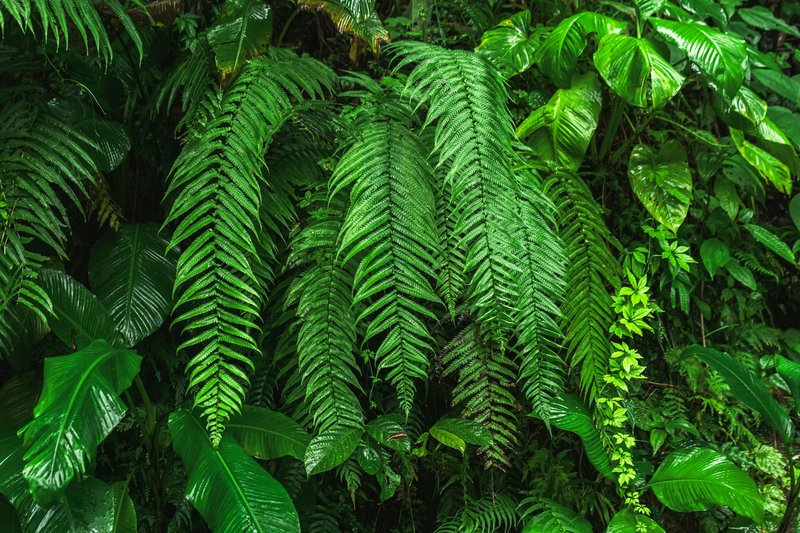 Vibrant green ferns and leaves in a dense tropical rainforest, showcasing nature's lush beauty.