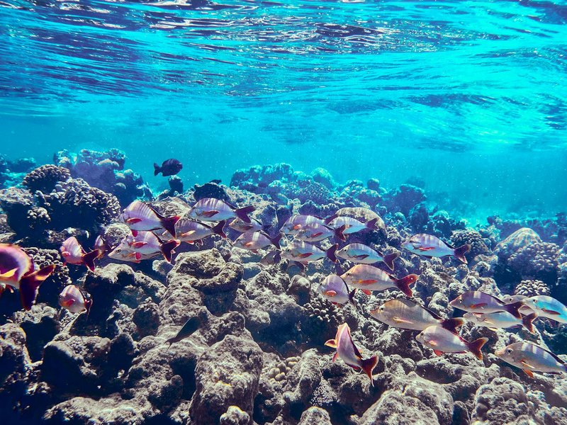 Colorful fishes swimming through a lively coral reef under clear blue water, showcasing marine diversity.