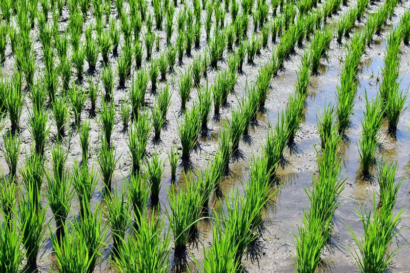 Vibrant rice paddies and young plants in Tabanan, Bali, highlighting traditional agriculture.