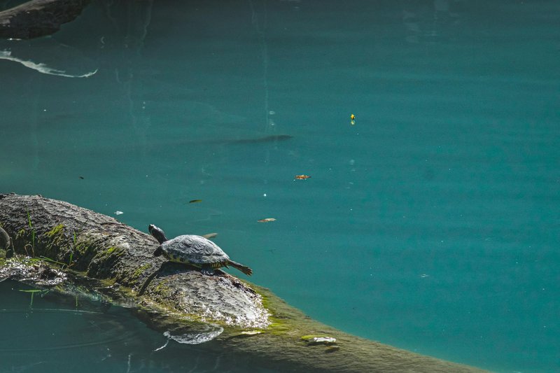 A serene turtle rests on a moss-covered log in clear blue water, showcasing nature's tranquility.