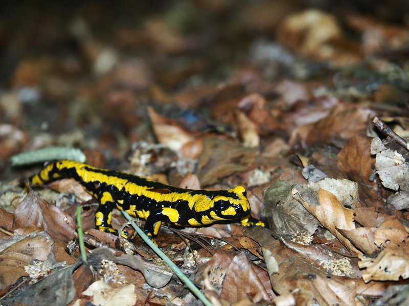 A fire salamander crawls through fallen leaves in a natural forest setting.