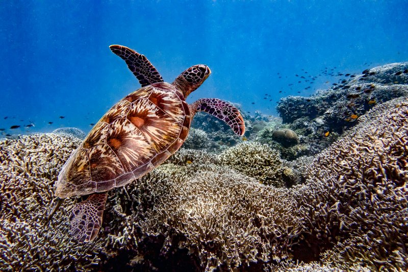 Discover the beauty of marine life with a sea turtle swimming over a vibrant coral reef.