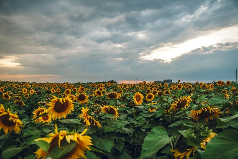 Expansive field of sunflowers under a dramatic cloudy sky capturing the serene beauty of nature at sunset.