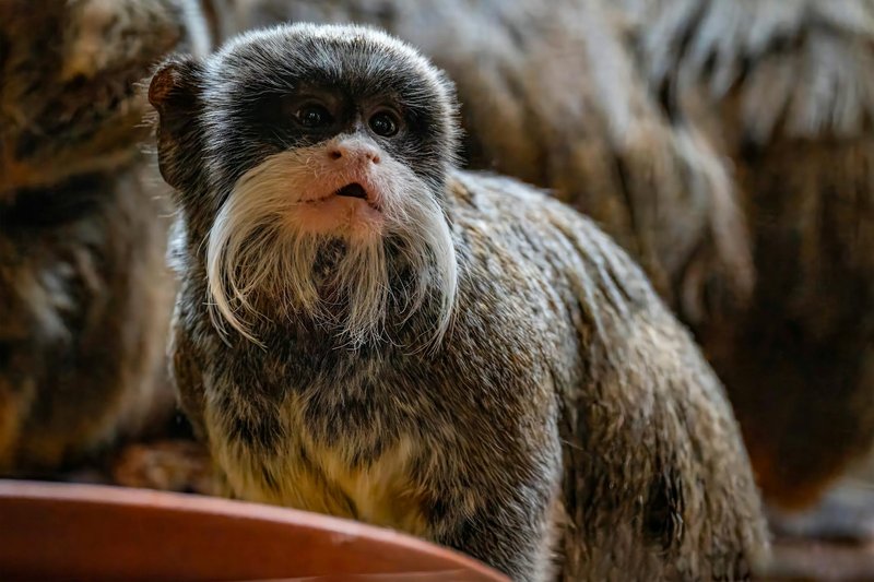 Close-up of an Emperor Tamarin monkey with a unique mustache, showcasing its natural habitat.