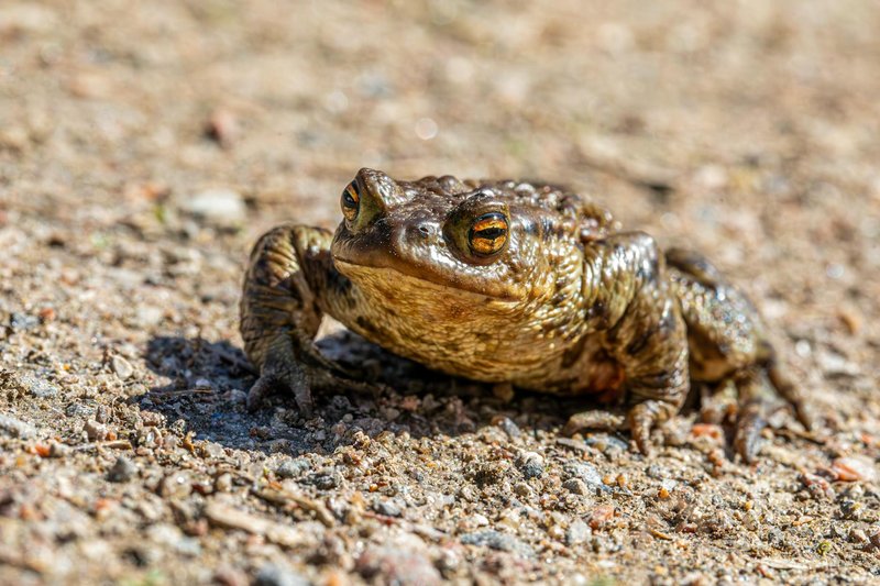 Detailed close-up photo of a common toad resting on a rocky surface in natural sunlight.