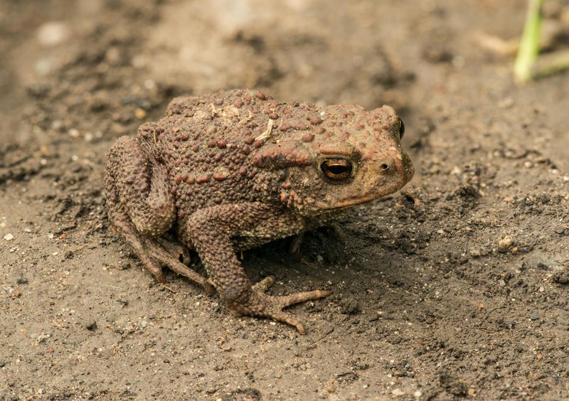 Detailed close-up photograph of a toad resting on loam soil, showcasing its textured skin.