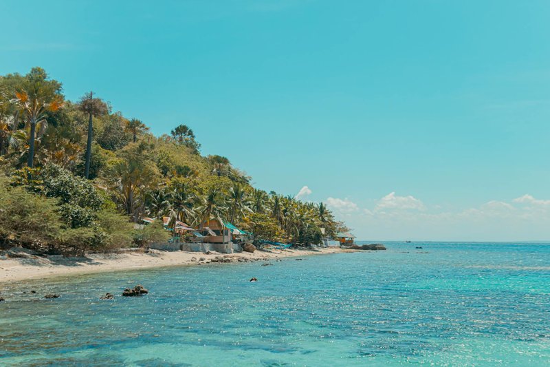 Serene tropical beach on a sunny day with clear blue ocean and lush palm tree foliage.