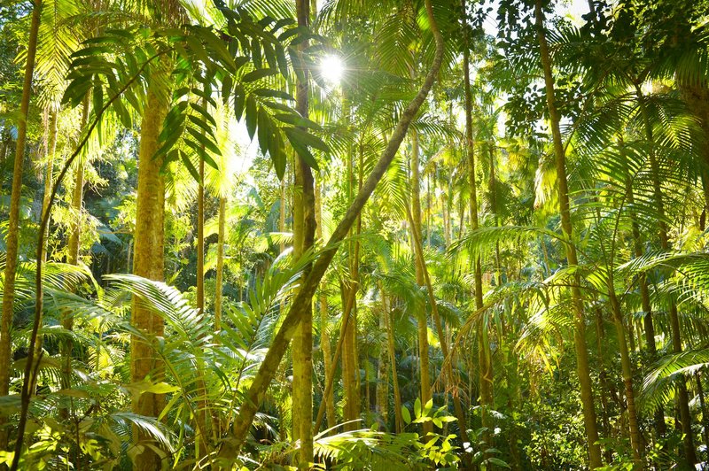 Bright sunlight filters through lush tropical jungle vegetation. Vibrant green leaves and tall trees create a serene nature scene.