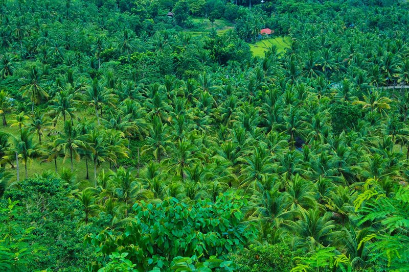 Aerial view of a lush tropical coconut palm grove, showcasing dense greenery.