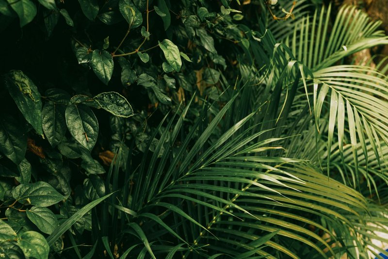 Vibrant green tropical leaves and vines in Bali, Indonesia. Perfect for nature and garden themes.