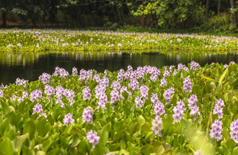 A serene view of blooming purple water hyacinths floating on a calm pond surrounded by lush green leaves.