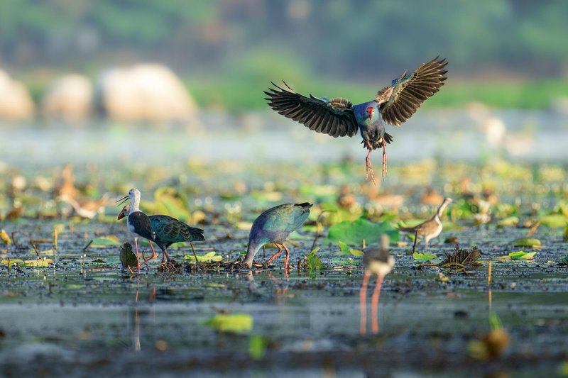 A dynamic scene of colorful birds in a lush, vibrant wetland habitat during the day.