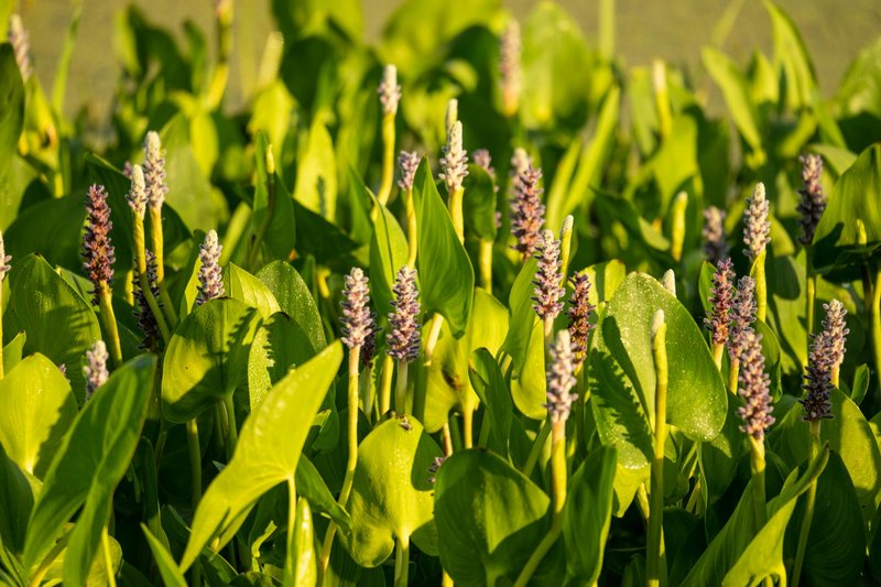 Vibrant pickerelweed plants with purple flowers bloom in a lush garden setting.