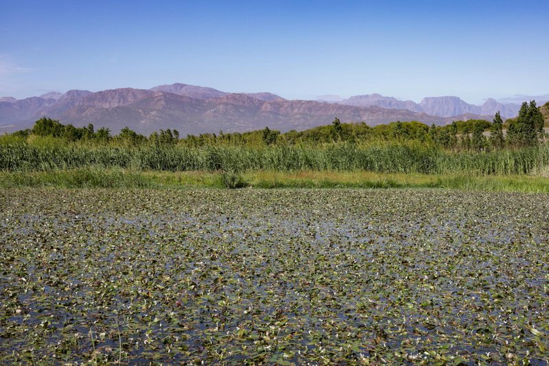 Tranquil wetland scene with water lilies and a backdrop of mountain scenery.