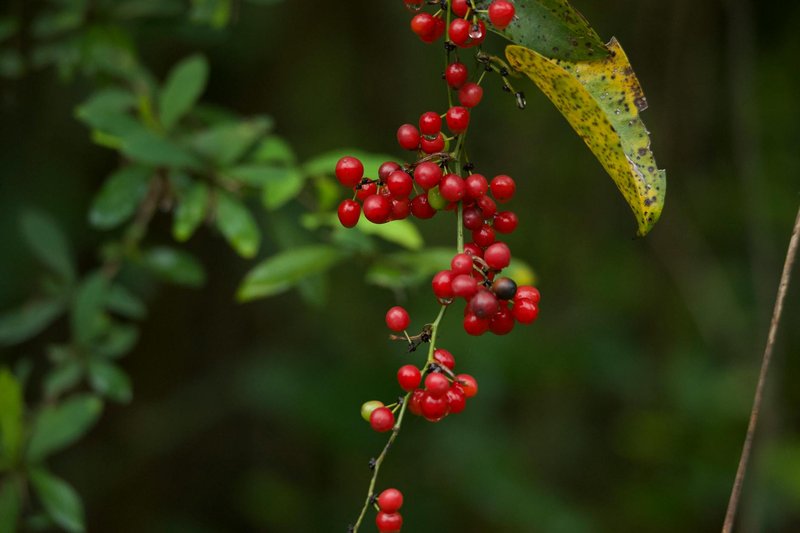 Close-up of vibrant red berries on green foliage in natural setting.