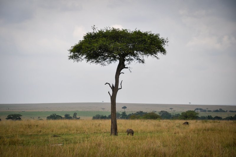 A solitary tree in the vast African savanna, perfect for nature lovers.