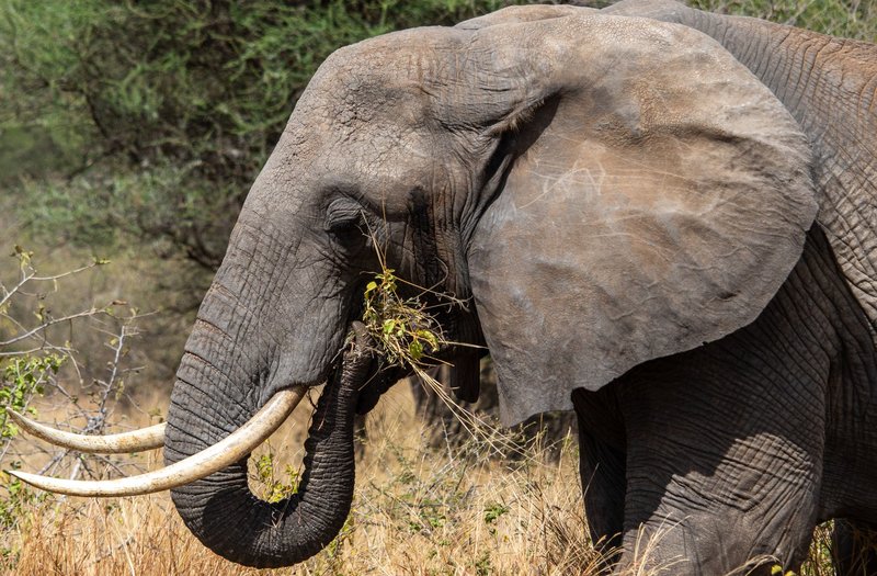 Majestic African elephant captured up close while grazing in its natural habitat.