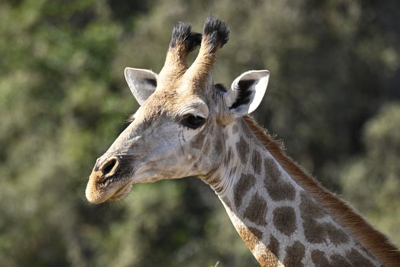 Portrait of a giraffe in Cape Town, highlighting its unique features and natural habitat.