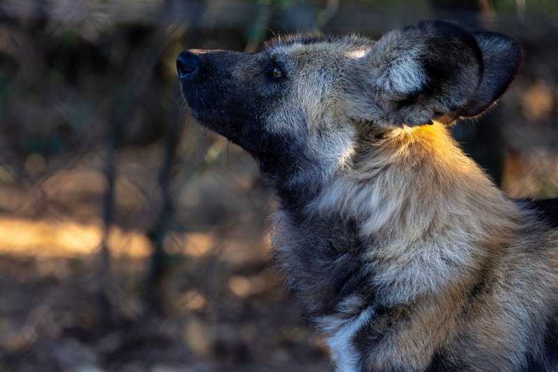 Detailed side view of an African Wild Dog against a natural background.