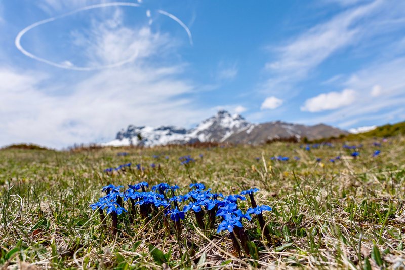Vibrant blue gentian flowers blooming in an alpine meadow with snow-capped mountains.