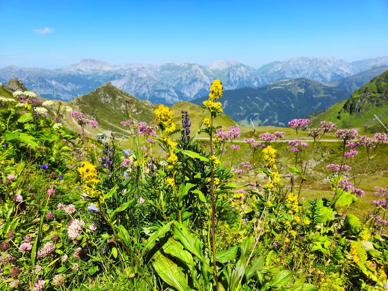 Colorful wildflowers blooming in the Rätikon range, Vorarlberg, Austria, during summer.