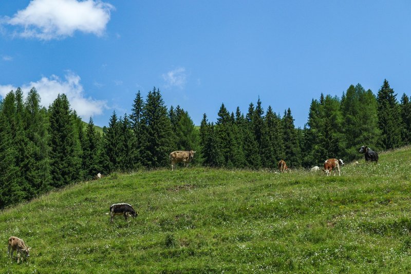 Scenic view of cows grazing on a lush green hill with a backdrop of tall pine trees and clear blue skies.