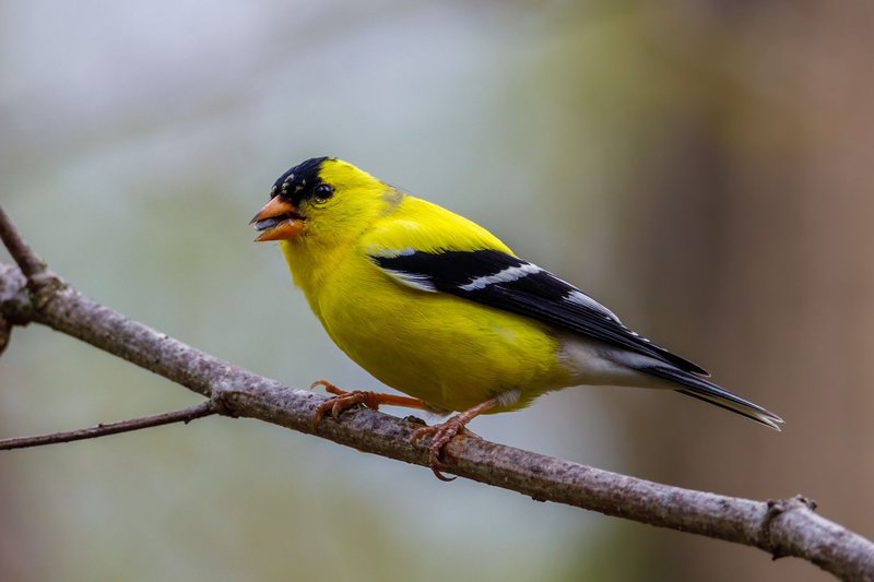 Close-up of a colorful American Goldfinch (Carduelis tristis) perched on a tree branch outdoors.