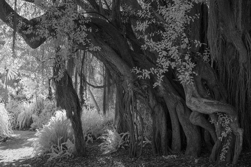 A captivating black and white photo of an ancient, twisted tree grove in a serene natural setting.